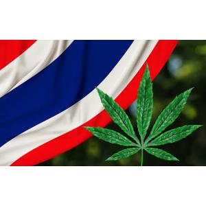 開放大麻後的泰國